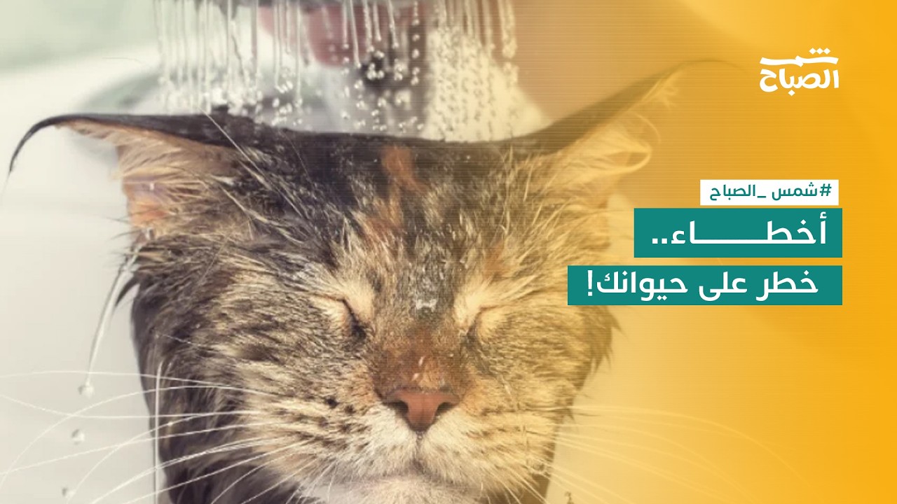 فيديو | هل كثرة استحمام الحيوانات مضرة؟ الحقيقة التي لا يعرفها كثيرون!