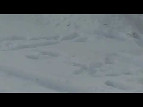По Якутску гуляют дикие животные По Якутску гуляют дикие животные