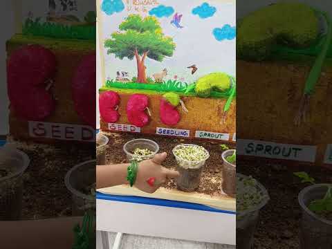 seed germination project #school project #thee thalapathy