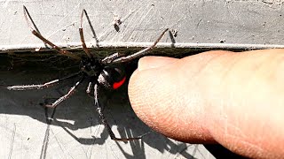 Redback Spider A Lesson For Mommy & Food For Ants EDUCATIONAL VIDEO