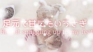 飼い主にくっつきたい♡甘えたい♡ずっと一緒にいたいうさぎ【Rabbit that loves its owner♡】