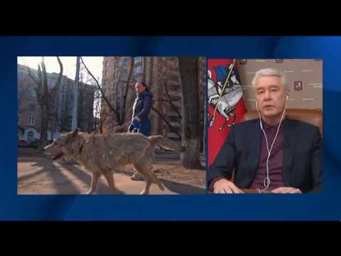Сергей Собянин рассказывает о том, как социальные работники помогают москвичам на самоизоляции