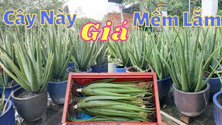 Tui Đi Giao Cây Nha Đam Cho Khách || CÂY NHA ĐAM MỸ