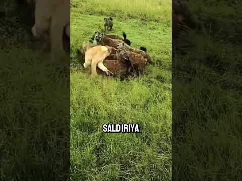 Incredible Rescue of a Lioness Trapped by Hyenas! 🦁🔥