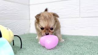 ハーフ犬の動画01