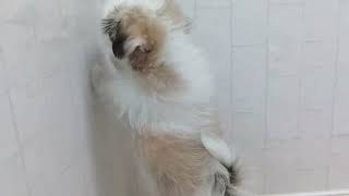 ハーフ犬の動画01