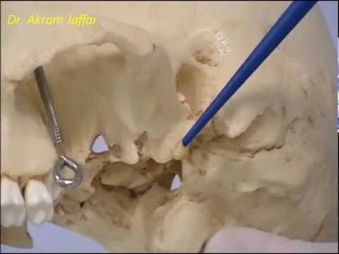 Ostéologie du Crâne 4: Vue de côté