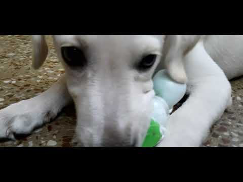 Rosie's First video | world's cutest dog 🐶| Rajdeep & Rosie's lifestyle