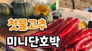 첫물고추.미니단호박 실시간 생방송