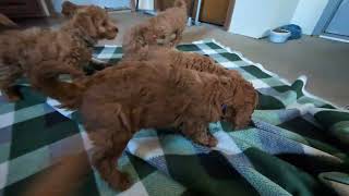 Video preview image #1 Miniature Labradoodle Puppy For Sale in OXFORD, PA, USA