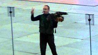 preview picture of video 'Birds of Prey show at Elmira MSF (4): Some Hawk'