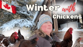 Winter Chickens On A Canadian Homestead | Blue Laced Red Wyandootte Chickens