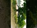 Jao Tum Chahe Jahan Shorts Youtubeshorts Trending Viralvideo