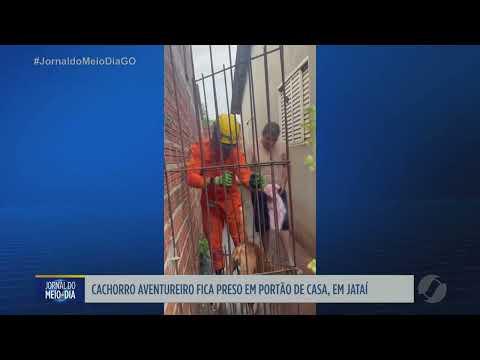 Bombeiros resgatam iguana em Campos Belos e cachorro em Jataí