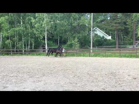 Colt "Secret of Samba" (Sezuan-Fidertanz-De Niro-Rubinstein)