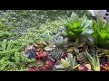 Colorful Succulents