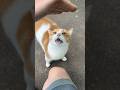 Orange Cat Meow Talks About Food