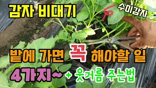 감자 크게 키우기 감자밭에 가면 꼭 해야할일 4가지 감자웃거름 주는법 감자순따기 감자꽃따기 감자북주기 물주기