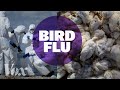 Is It Time To Worry About Bird Flu