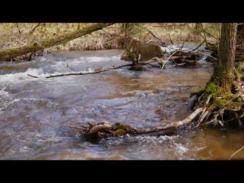 Bachgeflüster / Creek Sounds - "Röderbach" 2.0" - 4K