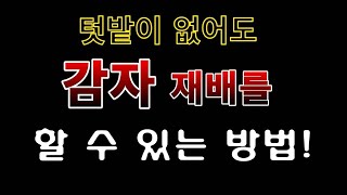 [텃밭농부. 1,349]  텃밭이 없어도 감자를 재배하는 방법 #감자재배