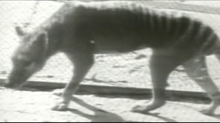 Veni Vidi Vici – Baba Brinkman (feat. Aaron Nazrul)