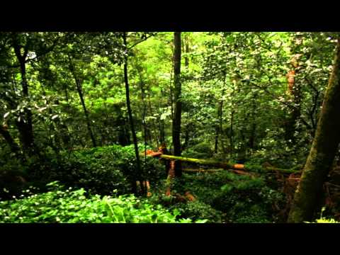 Portuguese Forest - The Sounds of Nature