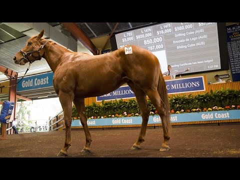 2015 Gold Coast National Broodmare Sale Day 4