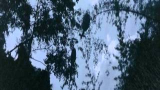 Suburban Tribe - Frozen Ashes (Beyond Borders).wmv