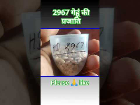 2967 wheat yield #wheat #2967 #shorts.