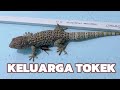 Tokek Suara Tokek Kumpulan Keluarga Tokek Tokek Lucu
