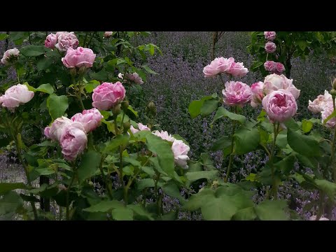 ES IST EIN ROS' ENTSPRUNGEN von Jan Sandström (*1954)