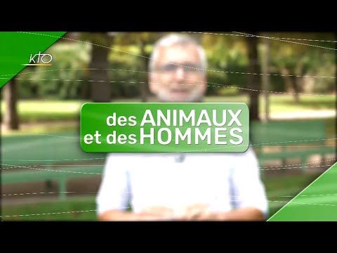 Des animaux et des hommes - Pauvre pangolin