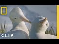 Albatross Love Story Incredible Animal Journeys National Geographic