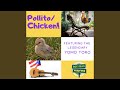 Pollito Chicken (feat. Yomo Toro)