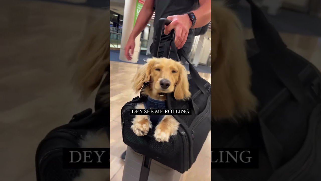 Too cute to scroll past. Too funny to stop watching! #funnycats #funnydogs  #petlovers