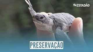 Miniatura do vídeo