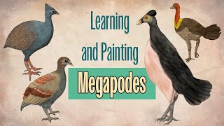 Nature Inspiration from Drawing Four Megapode Species