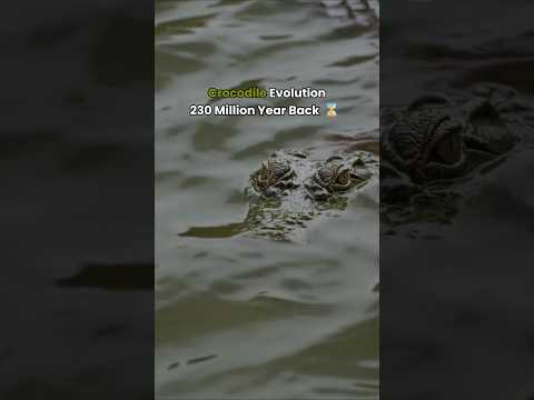 🐊 Crocodile Evolution: 230 Million Years in 45 Seconds!