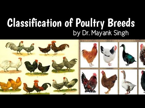 , title : 'Classification of Poultry Breeds | Poultry Series part 2 | Dr. Mayank Singh'