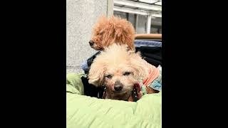 18歳7ヶ月シニア犬の日常#ハイシニア犬日常#トイプードル18歳#シニア犬食事#シニア犬食欲不振#シニア犬との暮らし #犬と一人暮らし