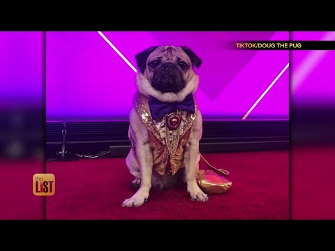 Meet Doug the Pug and More Pet Influencers Worth a Follow