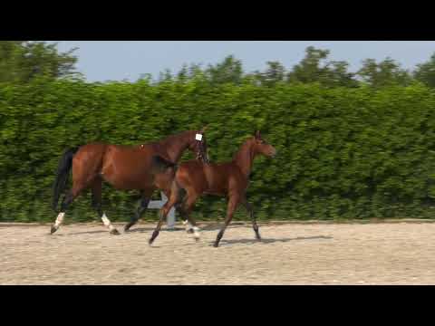 Nulieta VD - Global Express x Voltaire