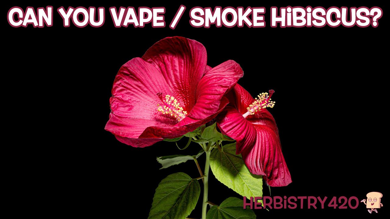 Can You Vape Hibiscus? 5 Amazing Benefits You Need to Know