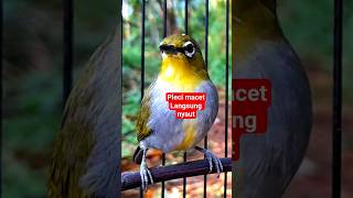 Download lagu call pleci betina birahi manggil jantan #plecigacor mp3