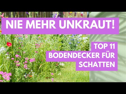 Nie mehr Unkraut - Top 11 Bodendecker für Schatten