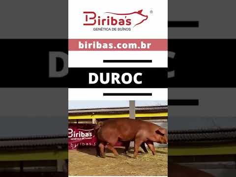 , title : 'Melhor Genética Duroc'