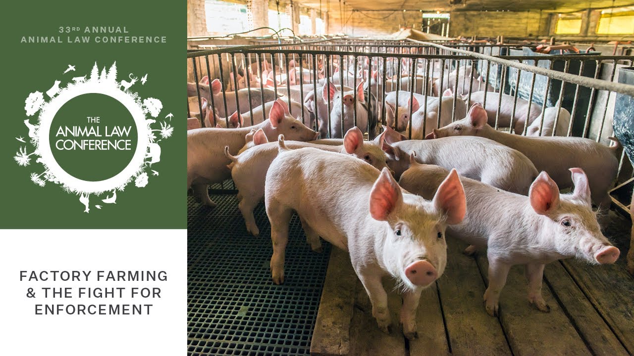 Factory Farming & the Fight for Enforcement