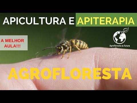 , title : 'Apicultura e Apiterapia em Sistemas Agroflorestais - A MELHOR AULA -José Luiz Vazquez.  2/49'
