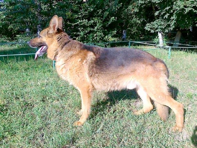 Служебные собаки больше не нужны?